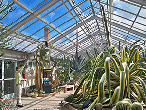 Agave