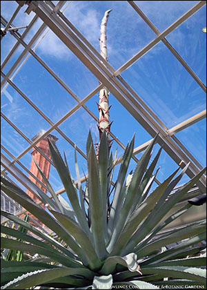 Agave